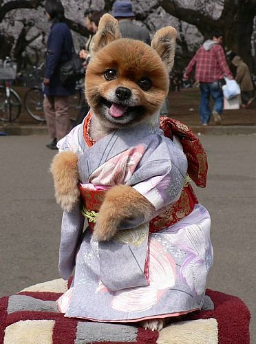 cute dog pictures funny. Super cute dog in kimono