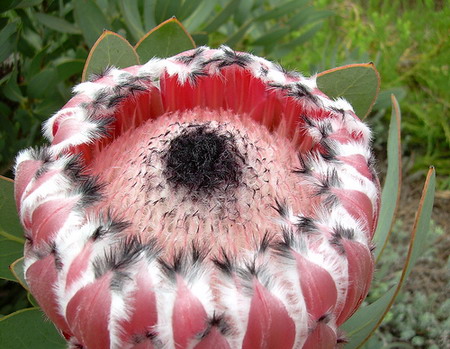 pictures of flowers with names. Unusual Flower Protea is both the botanical name and the English common name 