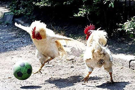 Chicken football