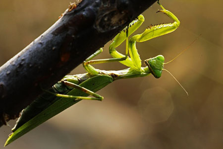 macro world of insect