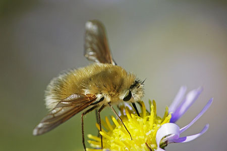 macro world of insect