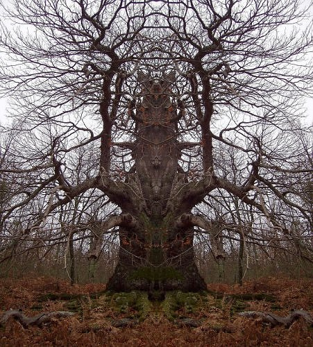 Strange Trees