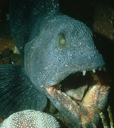 bizarre fish