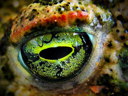 beautiful animal eyes