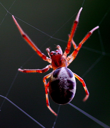 colorful and interesting spiders