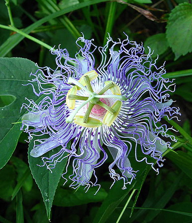 Unusual Flower