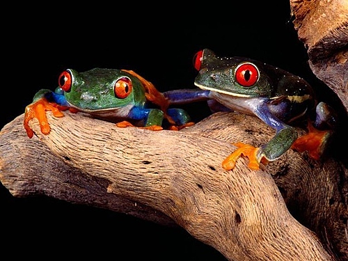 colorful frog - poison frog