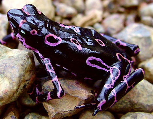 colorful frog - poison frog