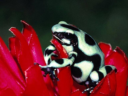 colorful frog - poison frog