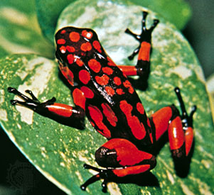 colorful frog - poison frog