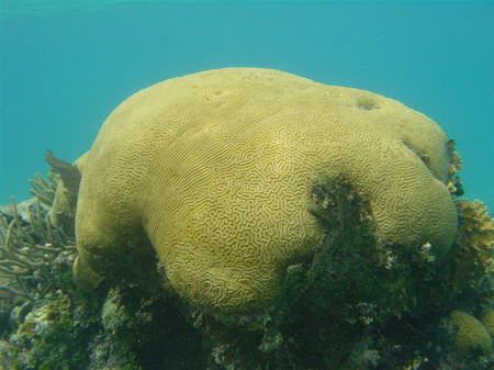Beautiful coral reef around the world