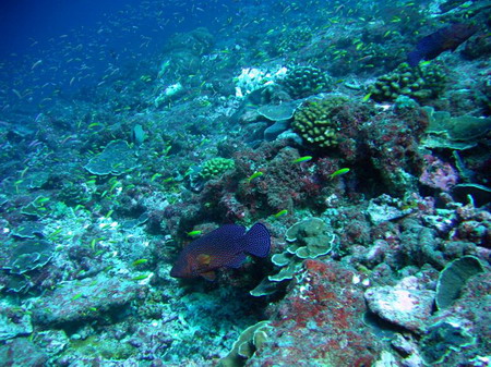 Beautiful coral reef around the world