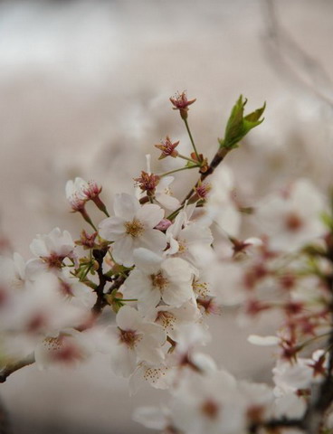 sakura - japanese flowering cherry