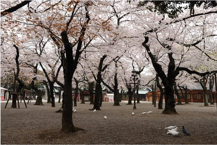 sakura - japanese flowering cherry
