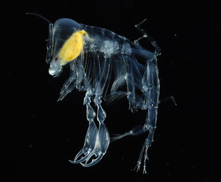 transparent animal