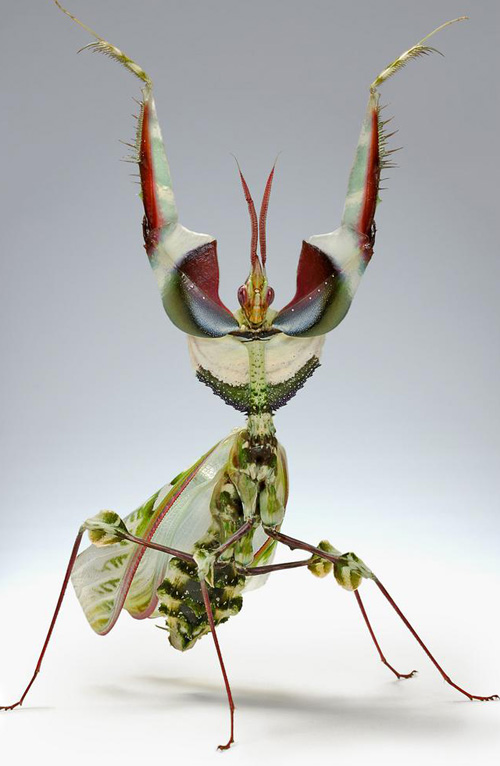 Beautiful Macro Insect Photo
